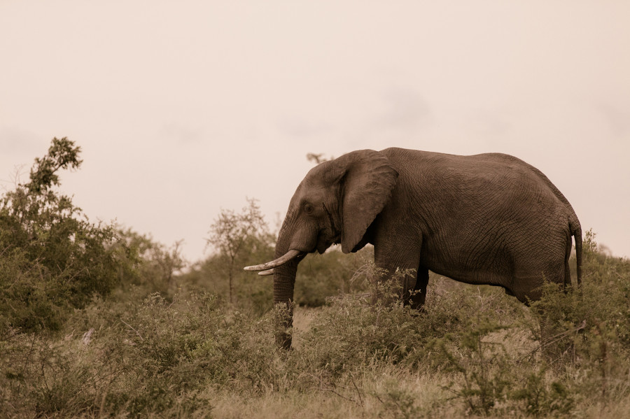 Wild elephants terrorise Sindhuli villagers